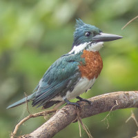 Amazon Kingfisher